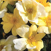The Sunny Knock Out® Rose